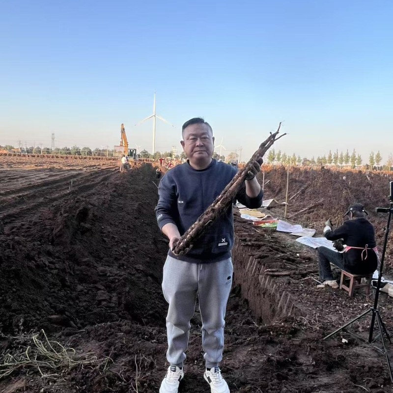 河南焦作温县铁棍山药原产地