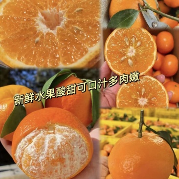 【武鸣沃柑】广西沃柑/精选沃柑/甜度高个头均匀价格便宜