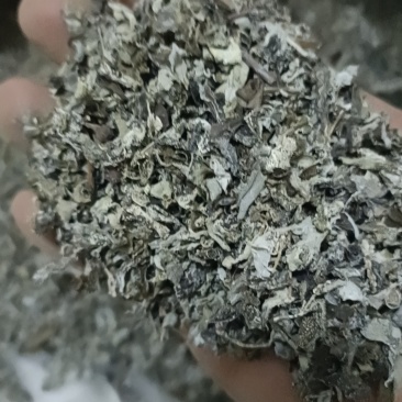 26年过筛选精品细叶藤茶无梗无沫无杂质，可视频看货