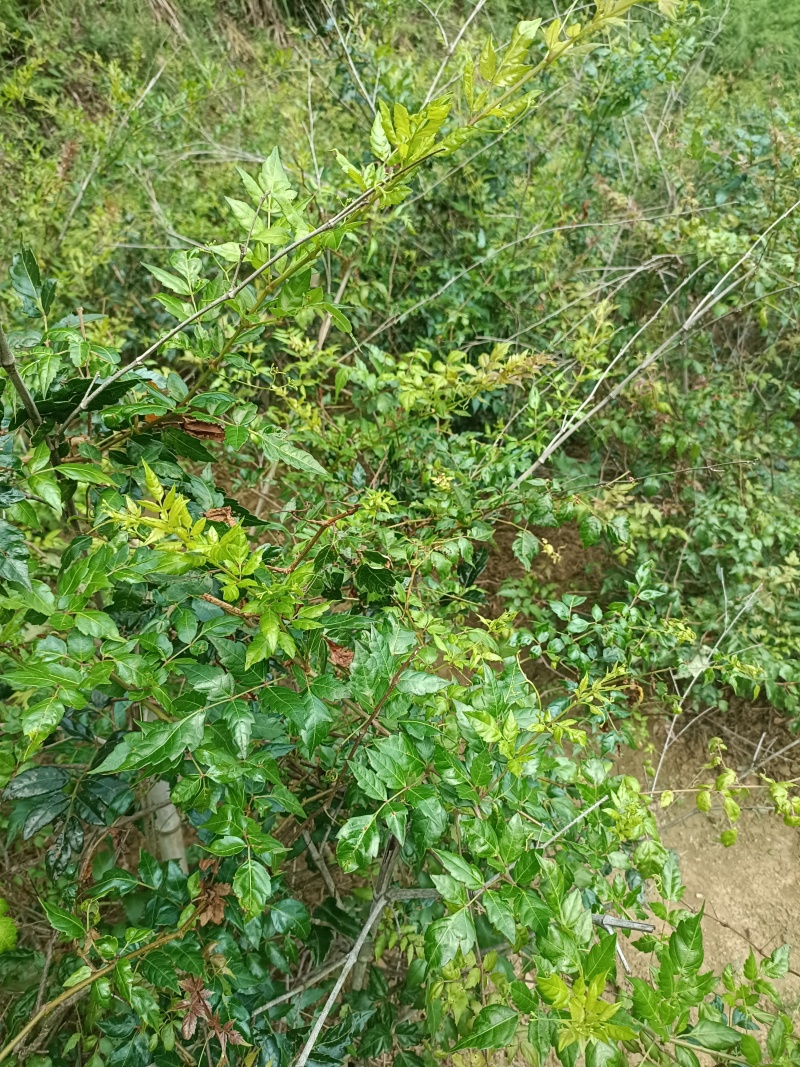 26年过筛选精品细叶藤茶无梗无沫无杂质，可视频看货