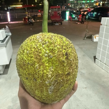 网红面包果现货秒