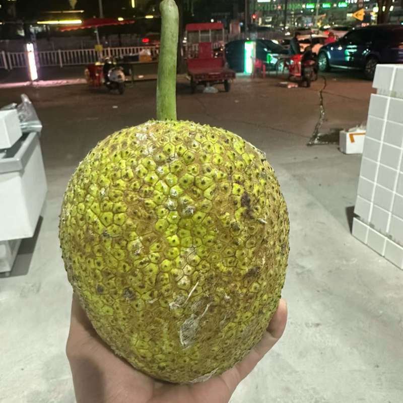 网红面包果现货秒