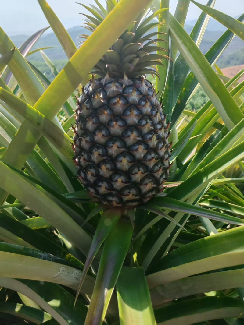 西双版纳无眼凤梨