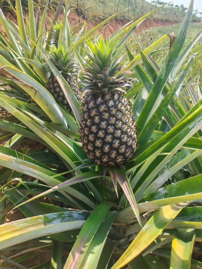 西双版纳无眼凤梨
