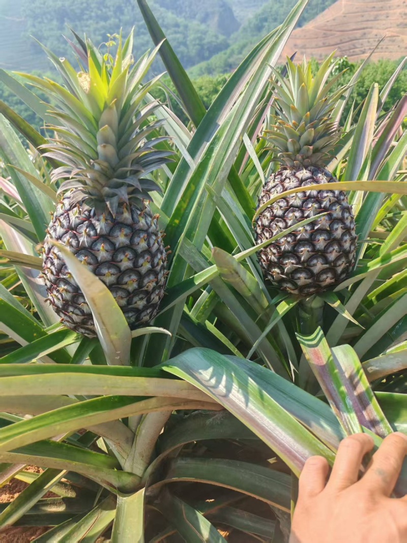 西双版纳无眼凤梨