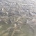 泉水罗非鱼