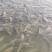 泉水罗非鱼
