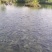 泉水罗非鱼
