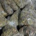 威海青皮无花果条