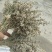 2026年广西黄花饭花迈五色糯米饭高山密蒙花植物黄香花染