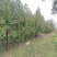 柏树侧柏全网供应优质货源基地直供