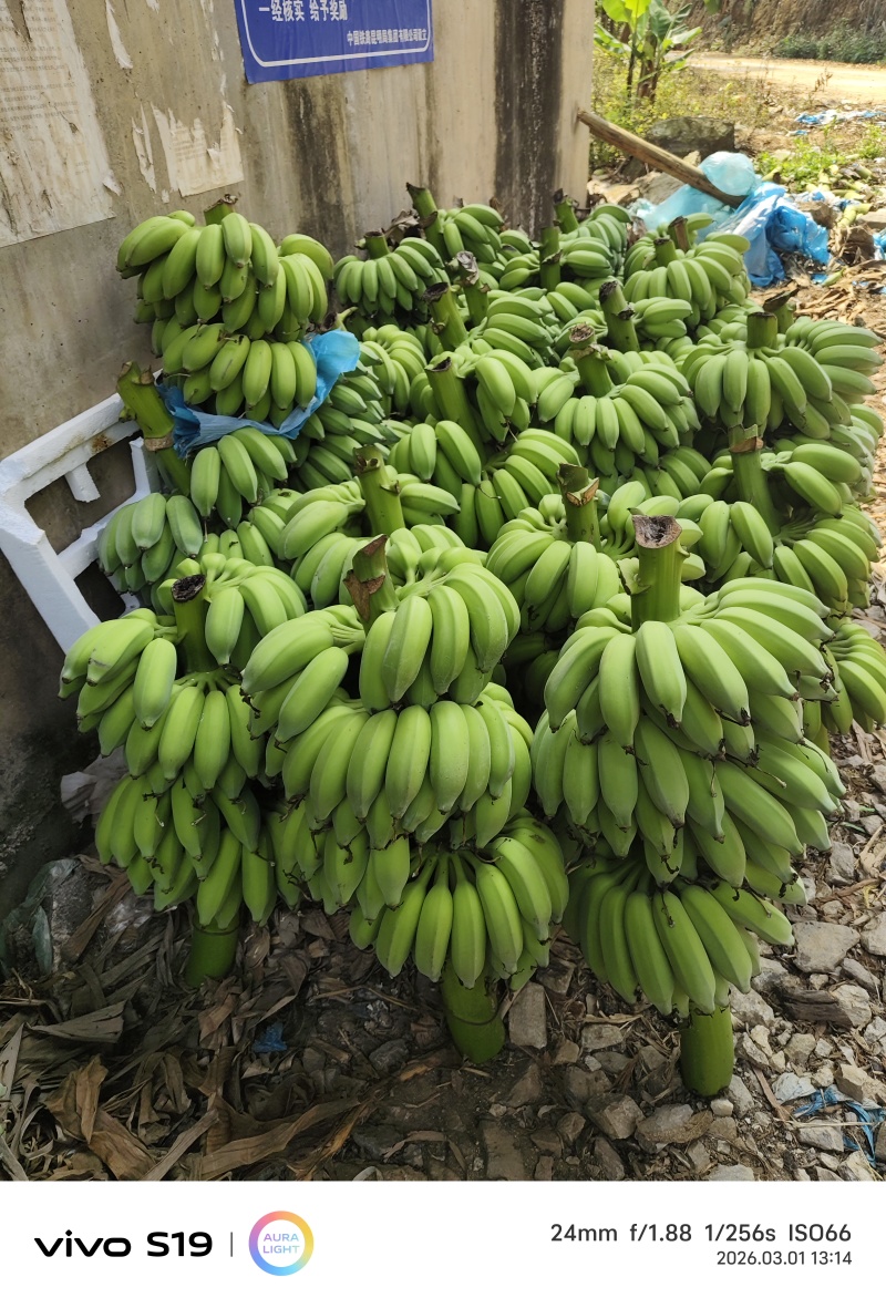 云南优质芭蕉