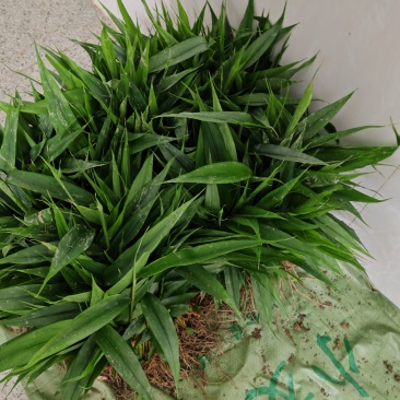 益智苗