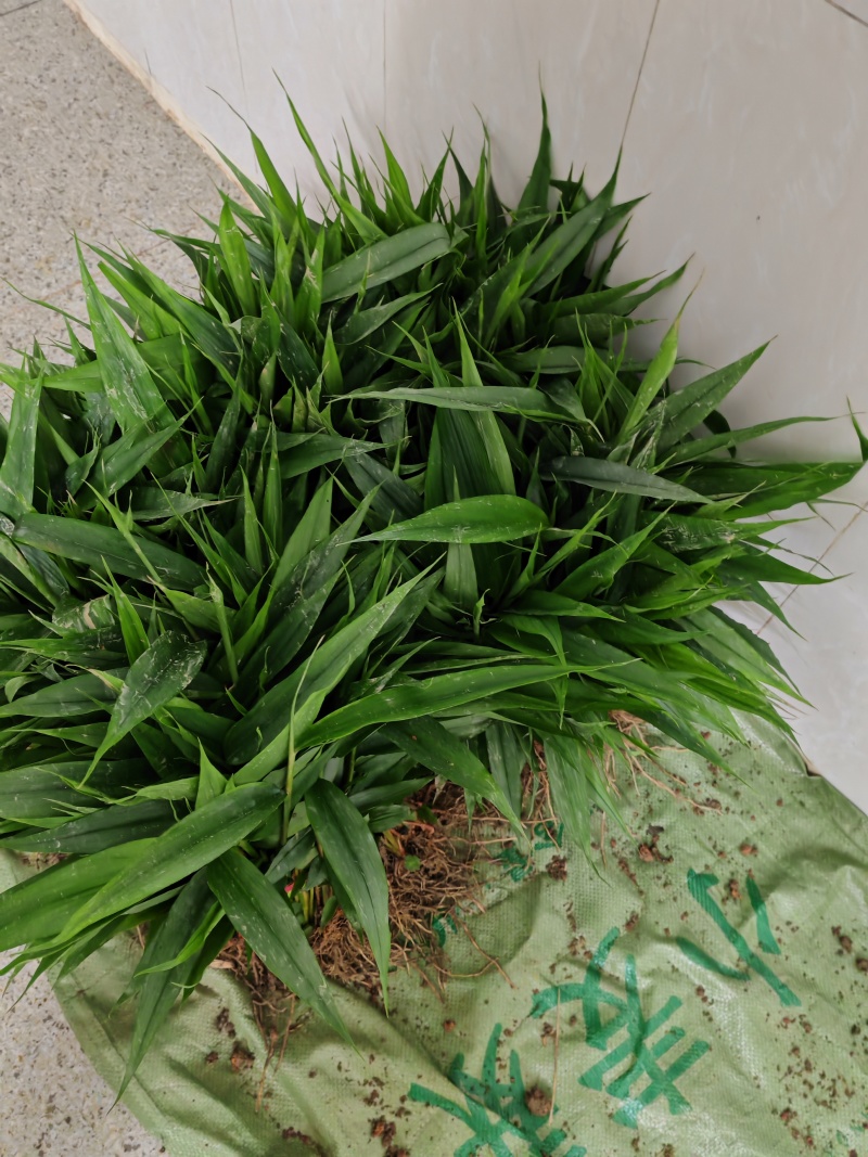 益智苗