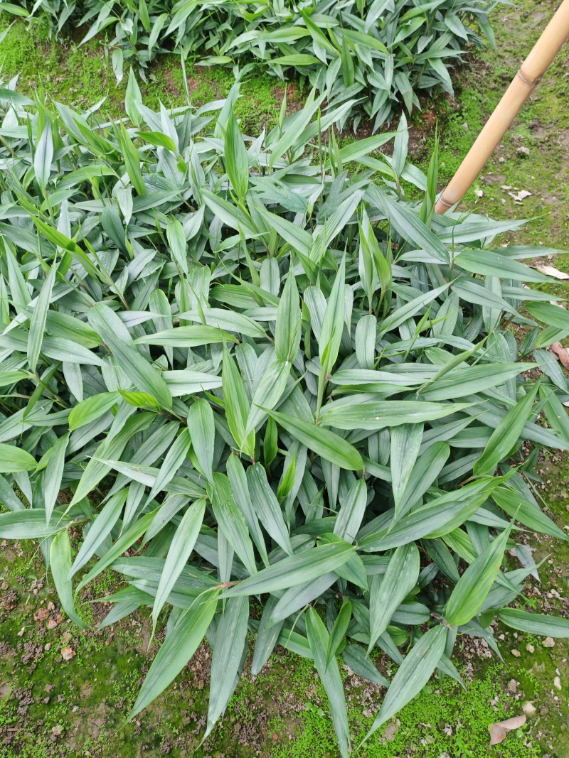 益智苗