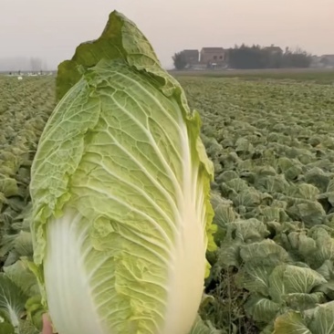 精品白菜大量现货对接全国各批发市场加工厂