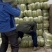 精品白菜大量现货对接全国各批发市场加工厂