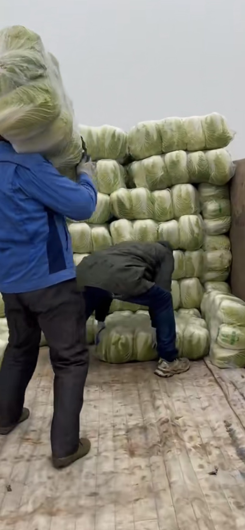 精品白菜大量现货对接全国各批发市场加工厂