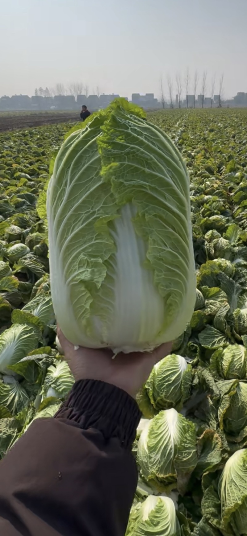 精品白菜大量现货对接全国各批发市场加工厂