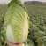 精品白菜大量现货对接全国各批发市场加工厂