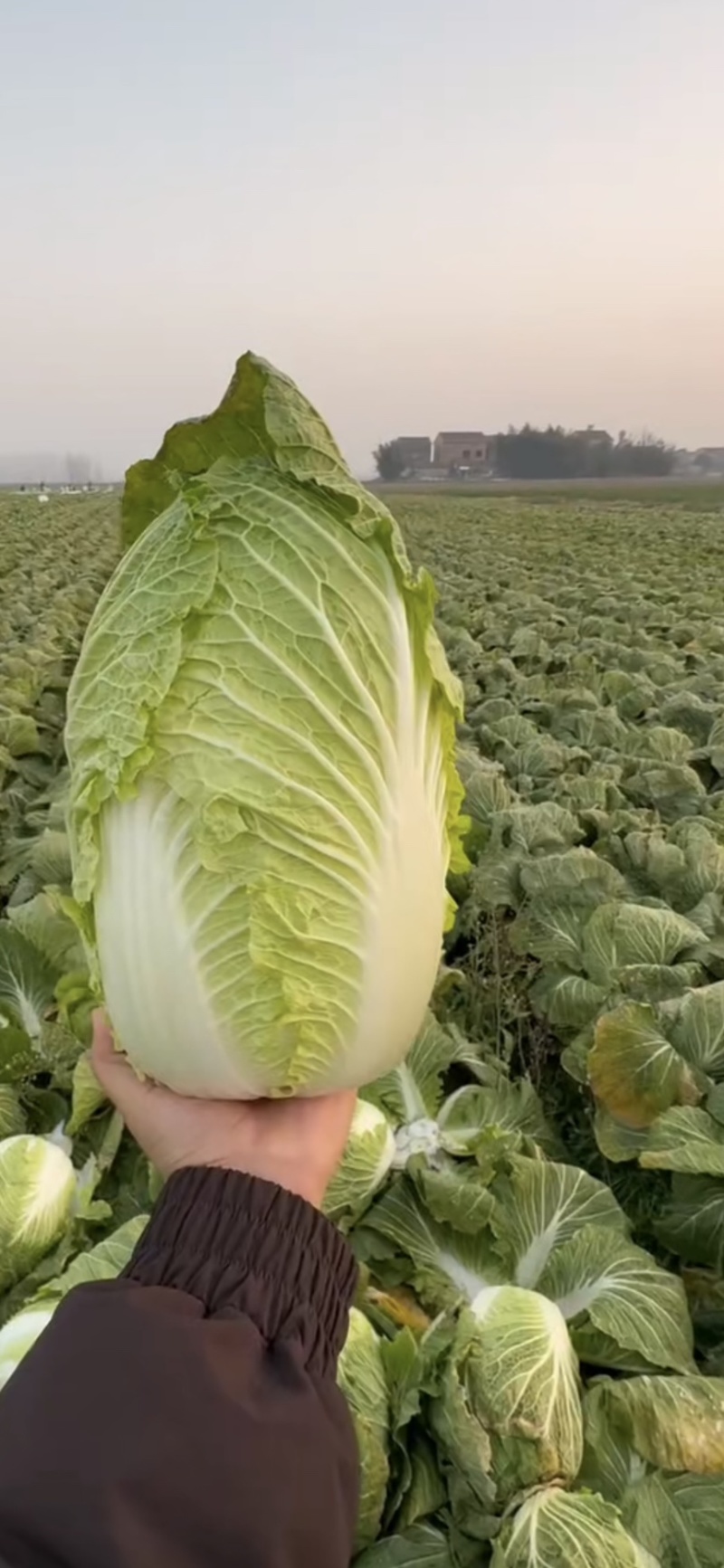 精品白菜大量现货对接全国各批发市场加工厂