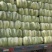 精品白菜大量现货对接全国各批发市场加工厂