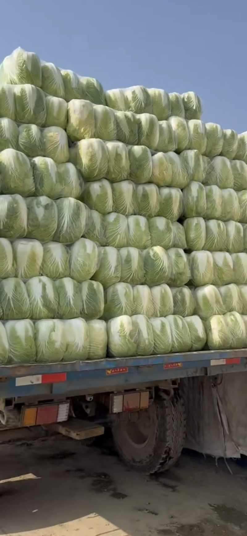 精品白菜大量现货对接全国各批发市场加工厂