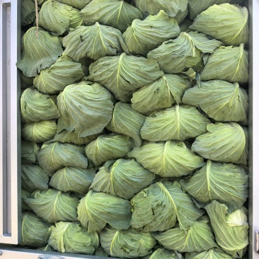 云南高原扁包菜