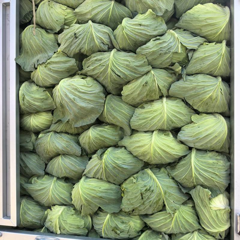 云南高原扁包菜
