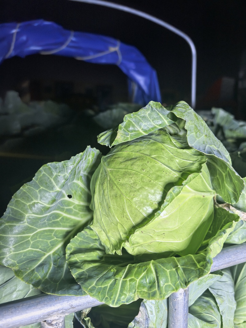 云南小铁头，圆包菜