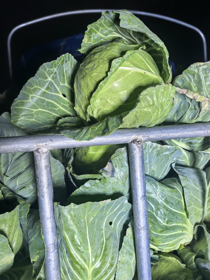 云南小铁头，圆包菜