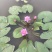 香水睡莲