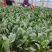 大叶菠菜大量批发