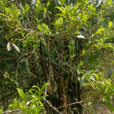 古树茶