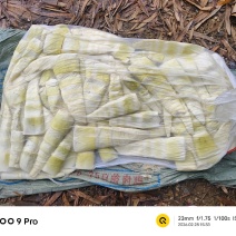 麻竹笋笋尖