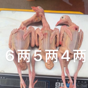基地直供。电商直播平台**。单只包装。性价比超高！