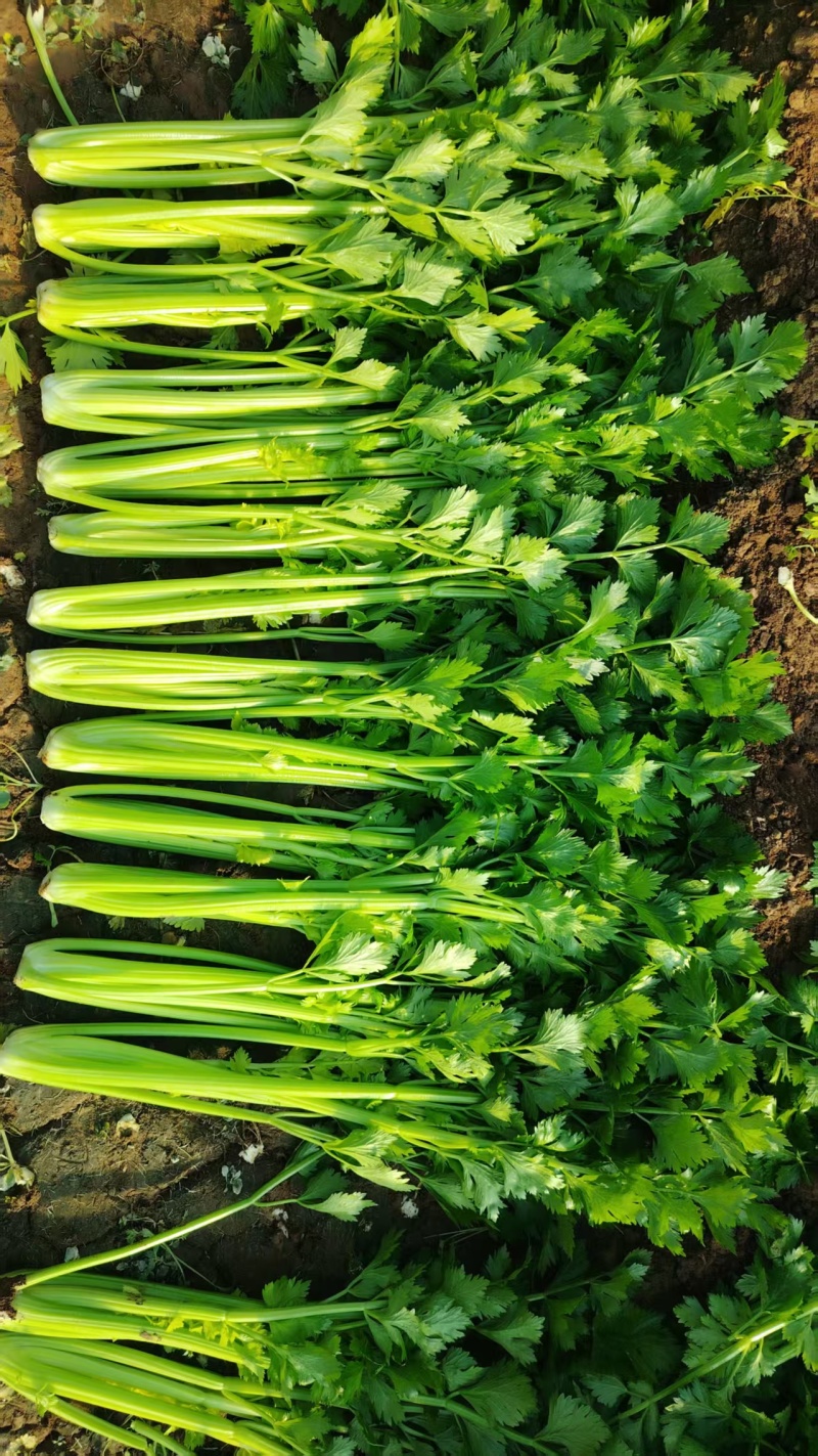 芹菜大量上市