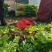芹菜大量上市