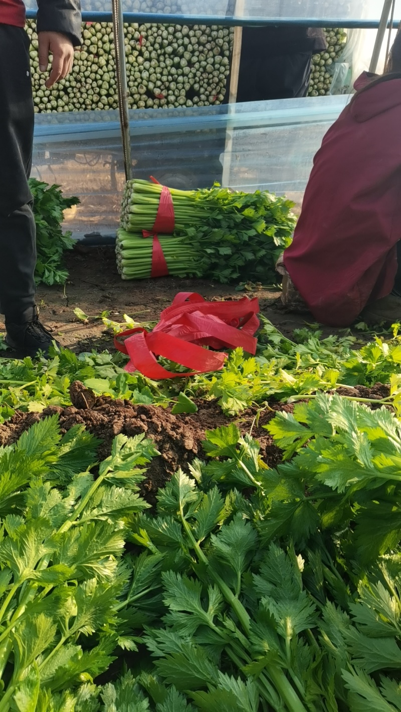 芹菜大量上市