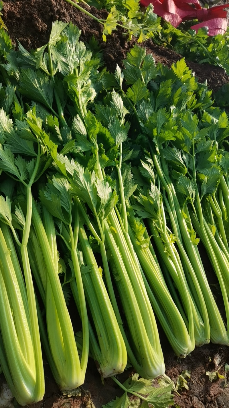 芹菜大量上市