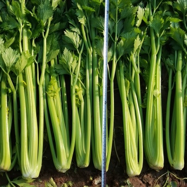 芹菜大量上市