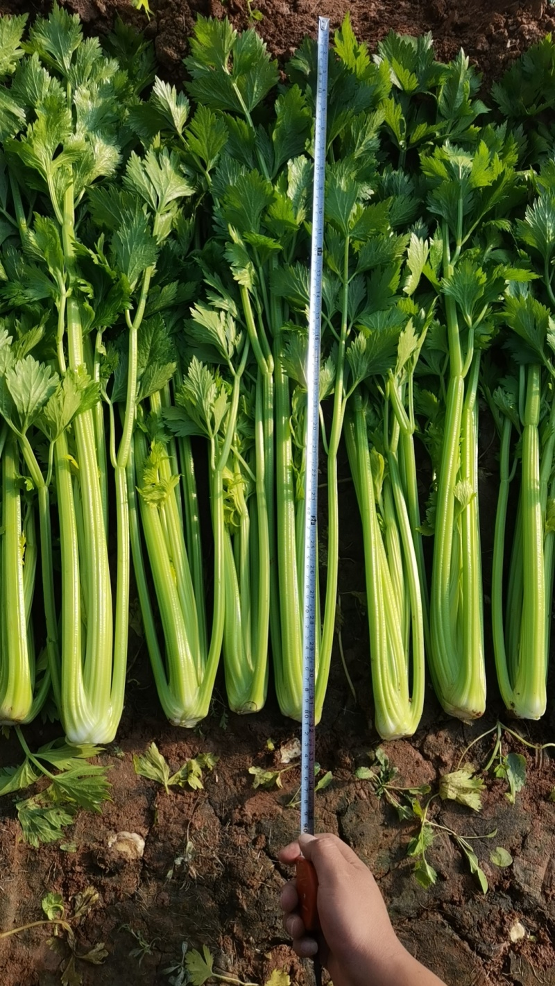 芹菜大量上市