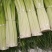 四川汉源蒜苔大上市了，需要的联系