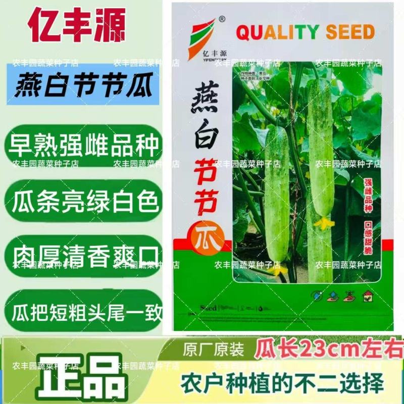 燕白节节瓜种子强雌性黄瓜种子肉厚清香黄瓜种子节节有瓜亮绿