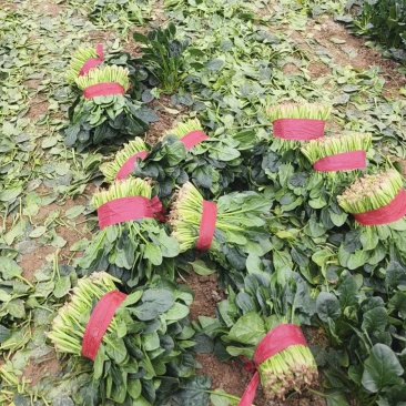 菠菜货源充足，大量有货！