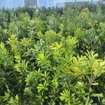 东奎杨梅苗，台梅苗