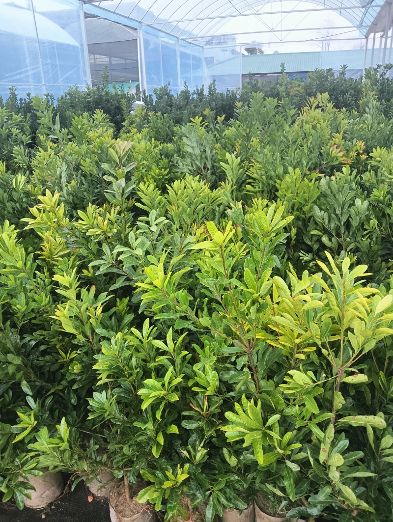 东奎杨梅苗，台梅苗