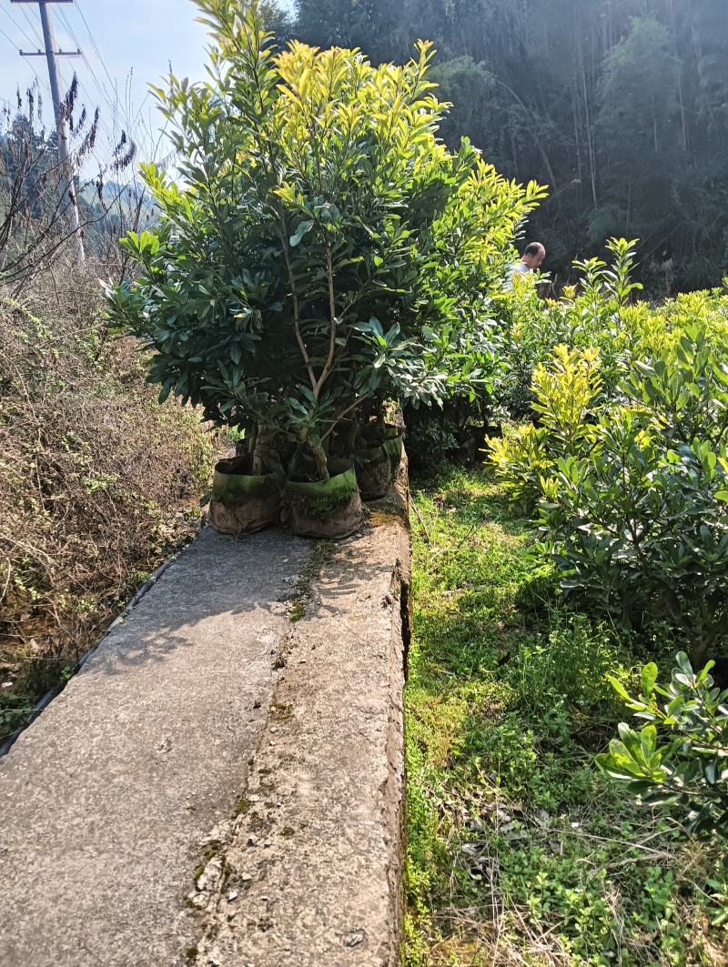 东奎杨梅苗，台梅苗