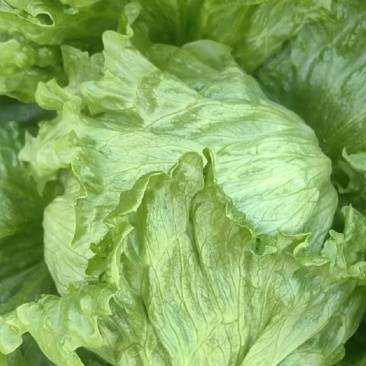 山东聊城精品生菜球