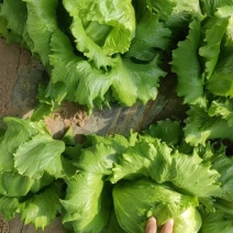 圆生菜（球生菜）-兰州高原夏菜生菜产地直销，货源充足
